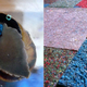 Illustration for article titled These Colorful Floor Tiles Were Made From Snail Poop